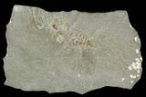 Mississippian Mantis Shrimp Precursor - Bear Gulch Limestone #130255-1